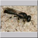 Crossocerus sp - Grabwespe 03a 5mm.jpg